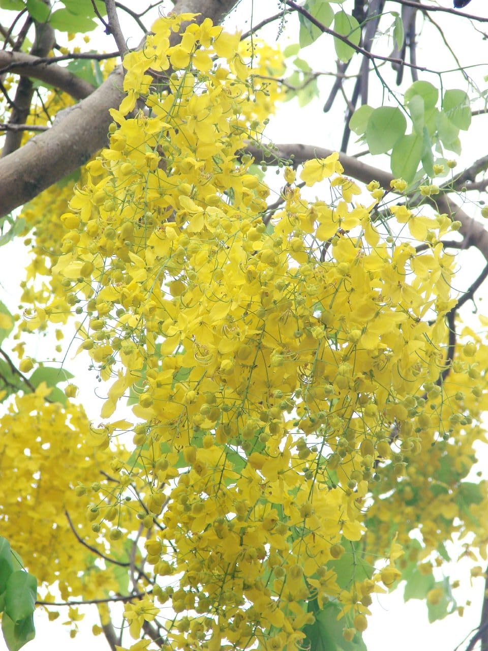 The Royal Crafty Yellow Golden Shower/Amaltas/Sonali Live Plants & Tree (1.5-2 Ft Size) Healthy plant in Nursery Grow Bag Pack Of 1 (B0D5QD2CYG) Amazon Price History, Amazon Price Tracker