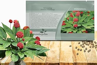 Outsidepride Panax Ginseng Seeds - 10 Pcs. Perennial, Low Maintenance & Shade-Tolerant, Herb Seeds for Planting Slow-Growing White Blooms with Thick, Fleshy Roots for Versatile Uses & Herb Gardens