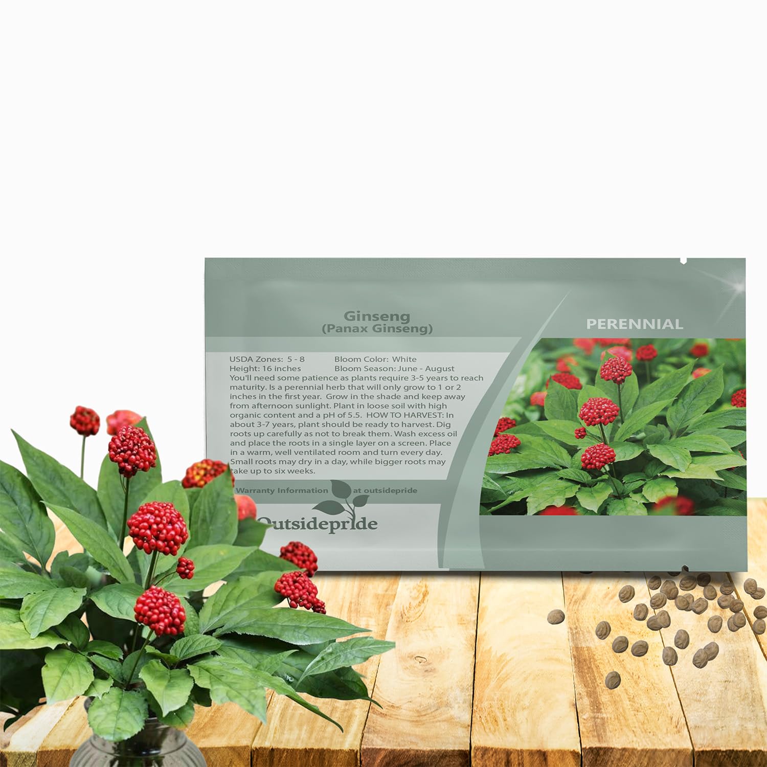 Outsidepride Panax Ginseng Seeds - 20 Pcs. Perennial, Low Maintenance & Shade-Tolerant, Herb Seeds for Planting Slow-Growing White Blooms with Thick, Fleshy Roots for Versatile Uses & Herb Gardens