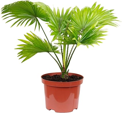 Palmier De Rotundifolia De Livistona Dans Le Pot De Fleurs Image Stock - Image Du Flowerpot