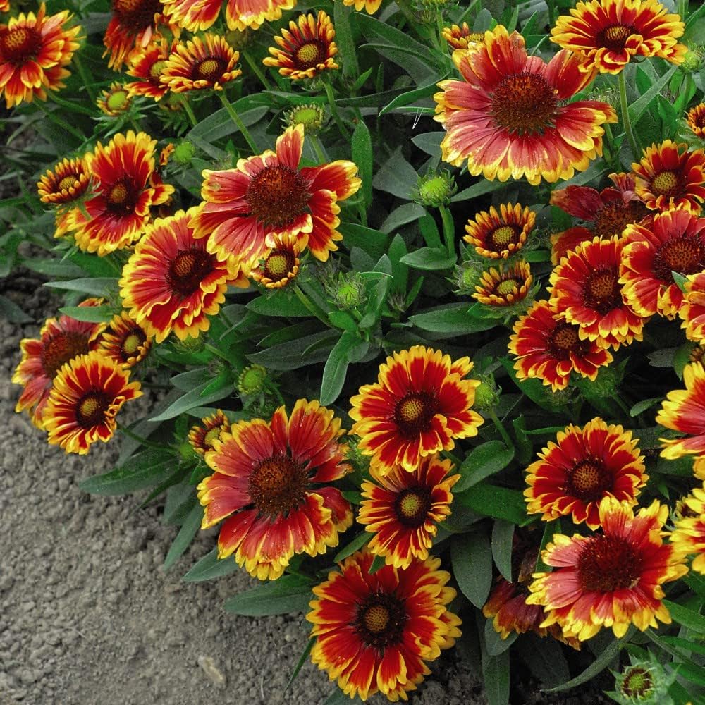Gaillardia Flower Seeds aristata 'Goblin' Blanket Flower x grandiflora 'Kobold' Hardy Perennial