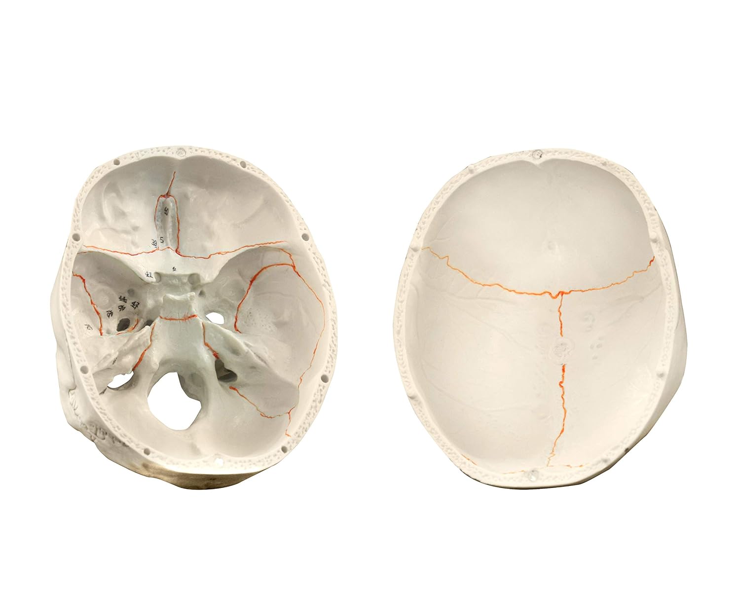 Vision Scientific VAL221 Calavera humana numerada médica, 3 partes