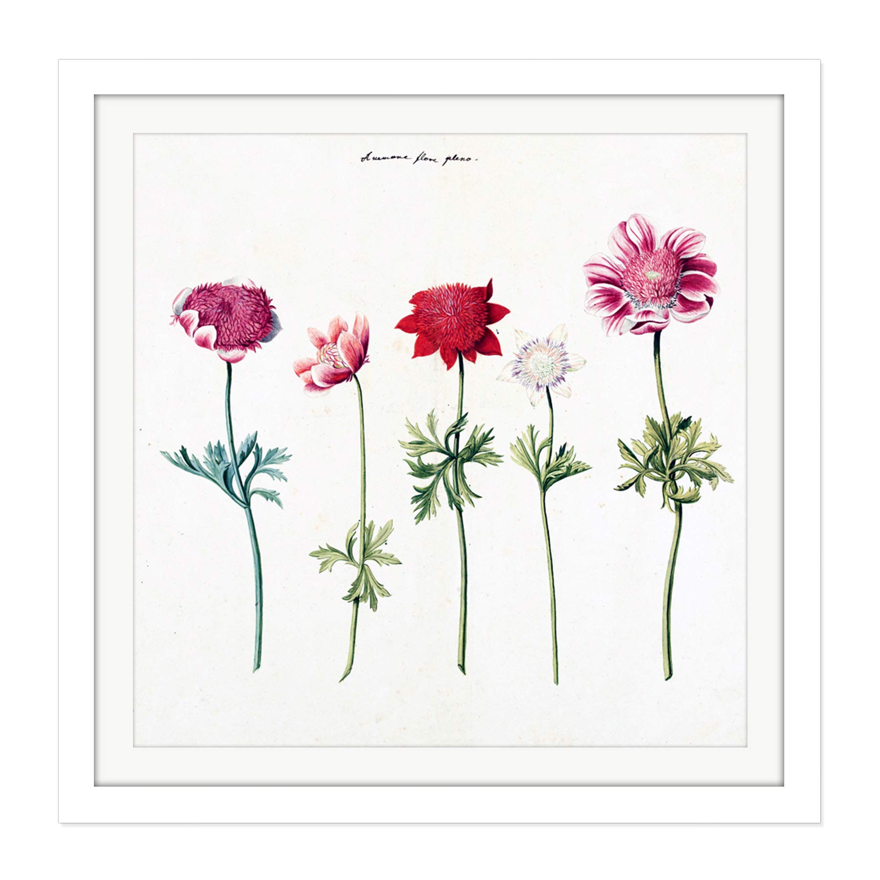 Artery8 Five Studies Of Anemones Pretty Flowers Drawing Square Wooden Framed Wall Art Print Picture 16X16 Inch