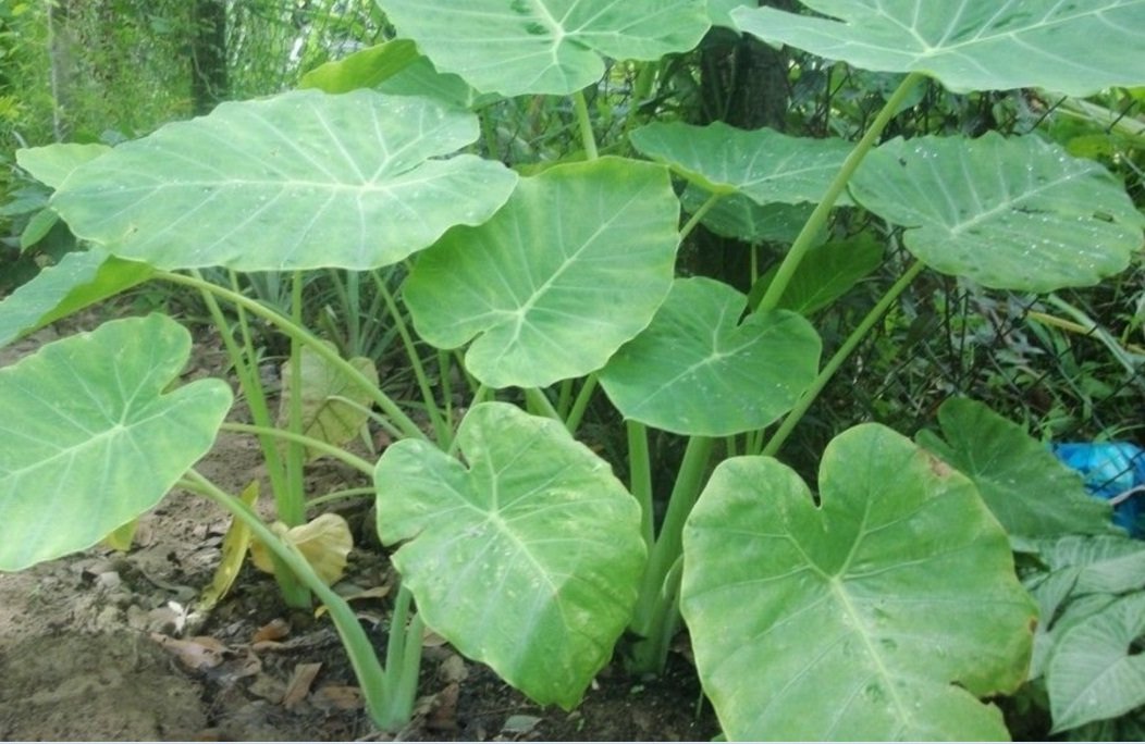 Mall~Kerala : 12 Bulbs of Colocasia Esculenta Elephant Ear Taro plants for Growing Propagation (B078QB9SHG) Amazon Price History, Amazon Price Tracker