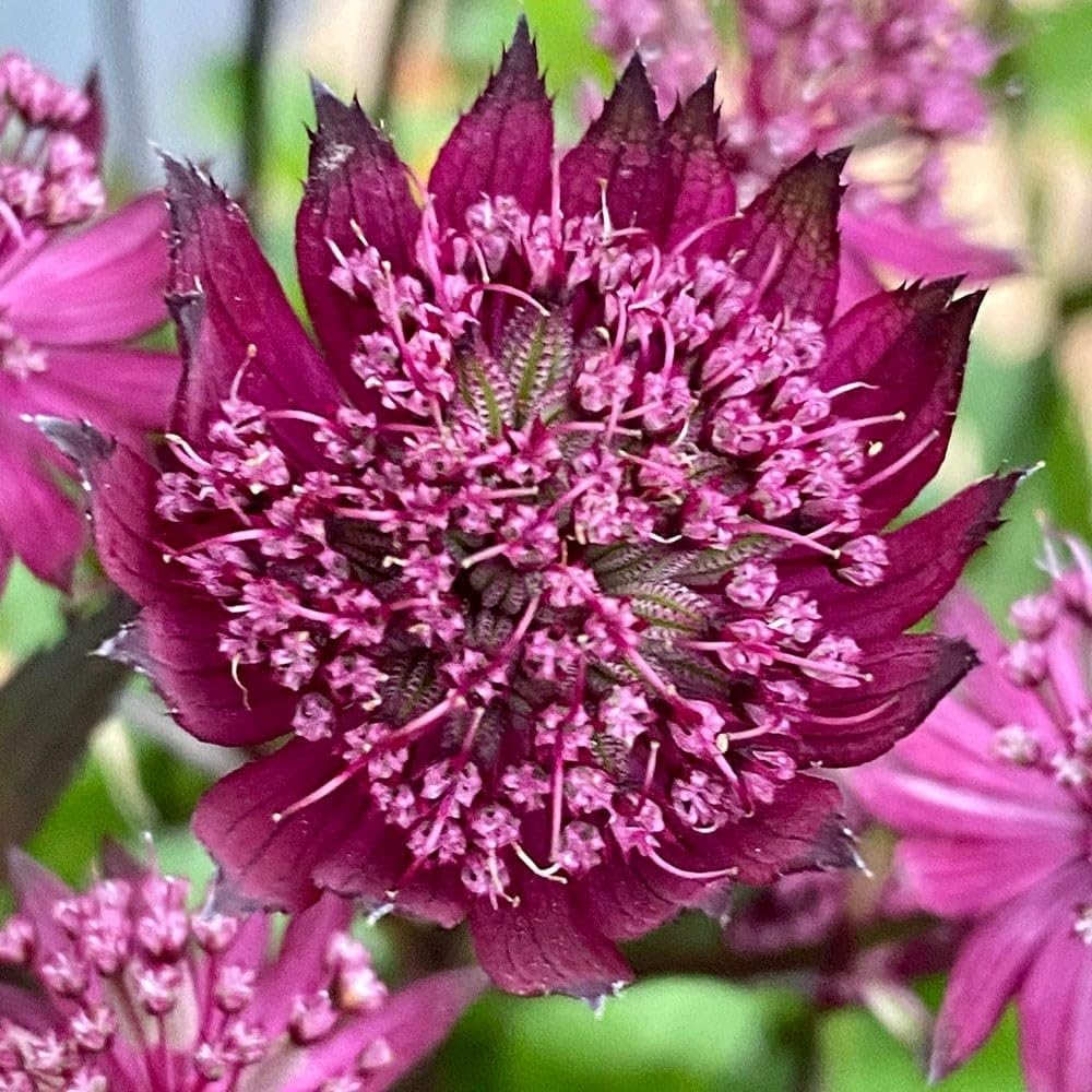 Plant Theory 9cm Pot Astrantia Burgundy Manor Masterwort Perennial