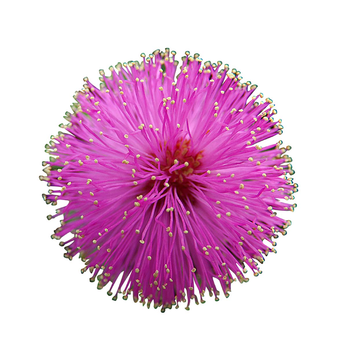 Nema Hanxiucao Indoor Dwarf Flower Seeds - 20 Pcs-picture-21
