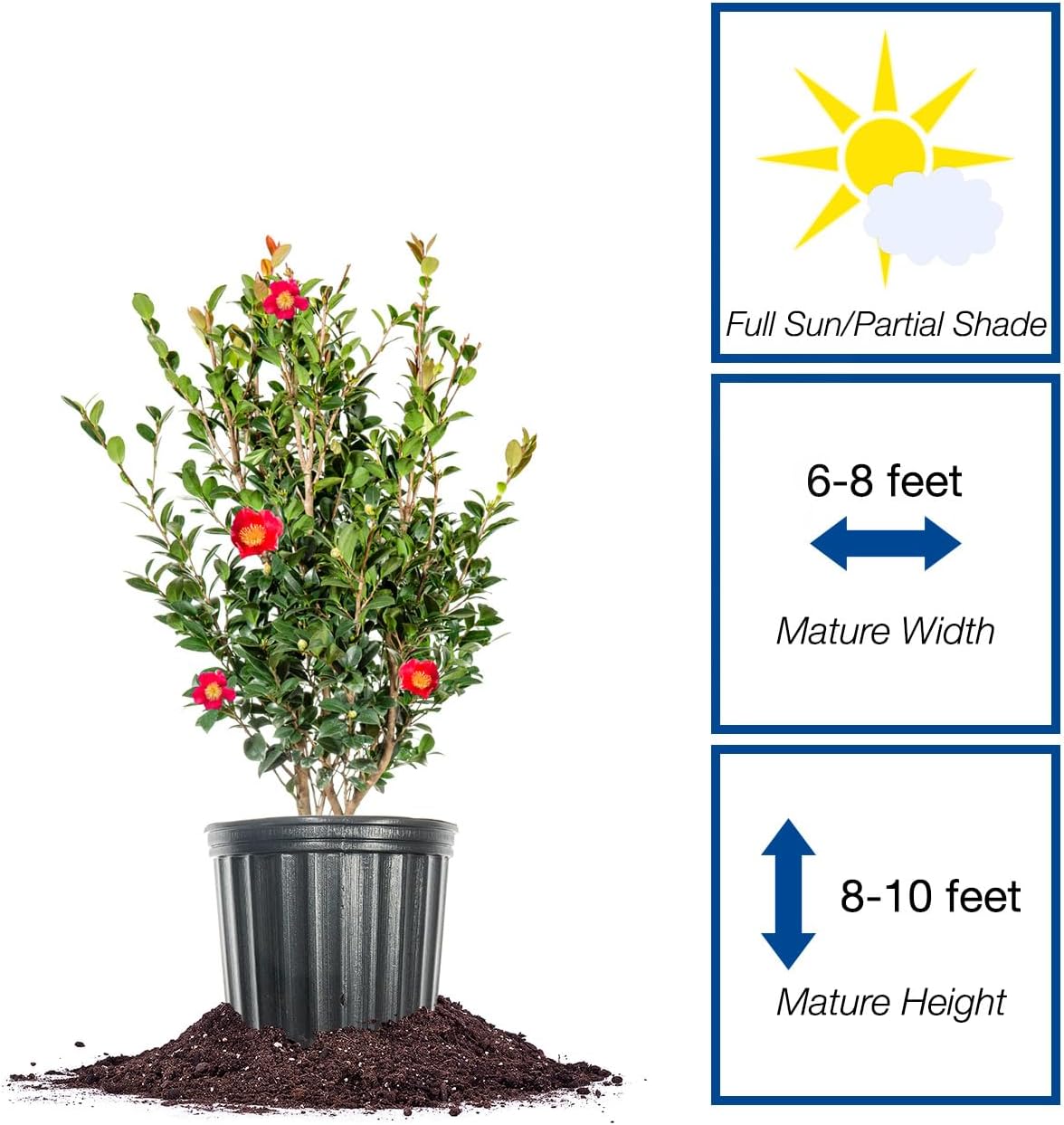 PERFECT PLANTS Yuletide Camellia Bush 1 Gallon | Live Shrub for Outdoor Planting | Beautiful Early Spring Flowers | Red Flower with Yellow Center