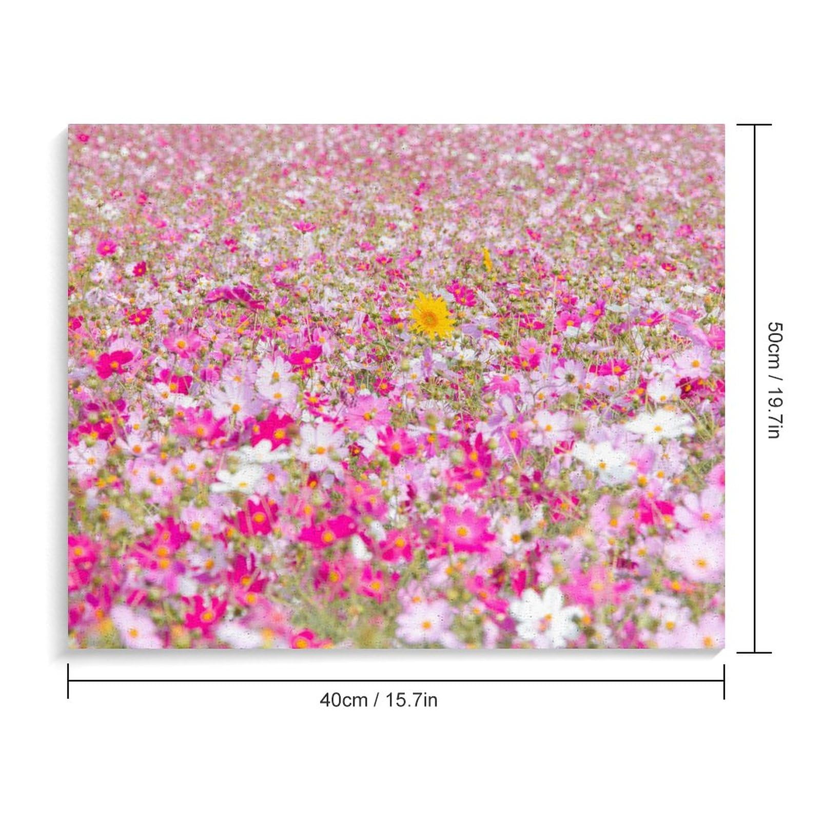 コスモス花畑の油彩画　装飾フレーム付き コスモス花畑の油彩画 装飾フレーム付き