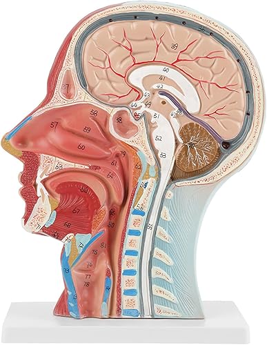 Modelo neurovascular superficial de media cabeza humana con musculatura modelo de cabeza anatómica de tamaño natural para el aprendizaje de la