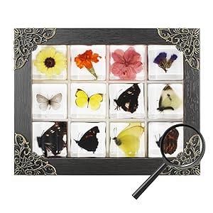 12 Pcs Insect in Resin Specimen Bugs Collection Paperweights, Resin Insects Specimen Frame Decoration for Tabletop Wall Art Decoration Scientific Educational Display Supplies (12 PCS Butterflies)