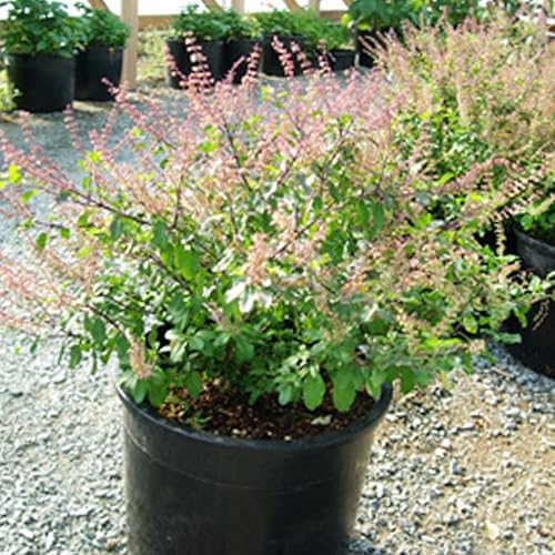 Miniatura 2 de Palm Beach Medicinal Herbs - Albahaca Amrita (Ocimum Sanctum) - Paquete de 10 Semillas