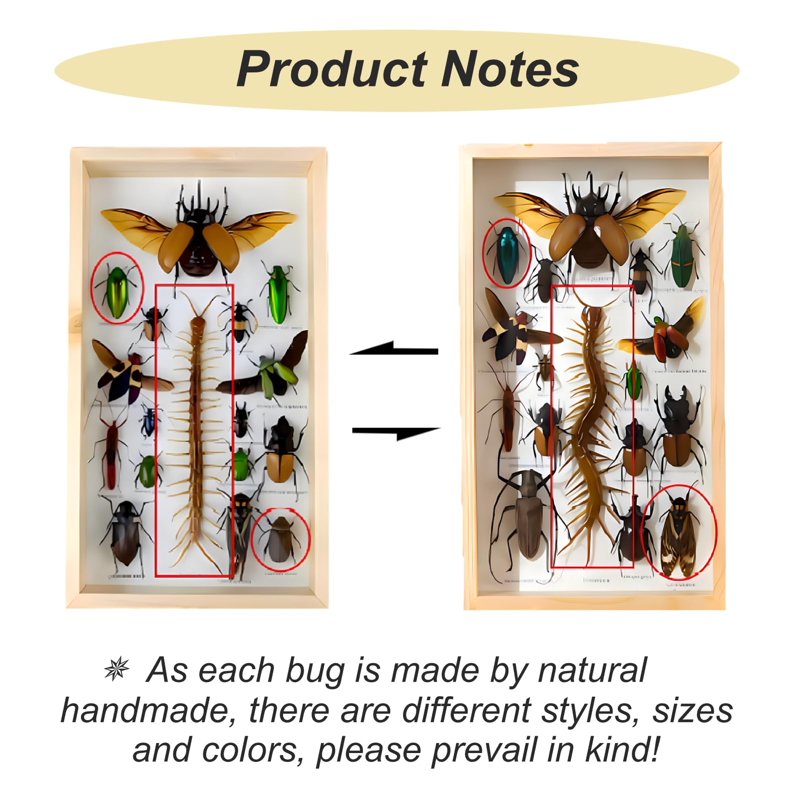 DRXRD Vitrina de Insectos Reales, Caja de Taxidermia de Insectos Mixtos con Marco de Madera y Cierre para Colgar, para Educación y Enseñanza (34 x 20.5 x 4.3cm) A
