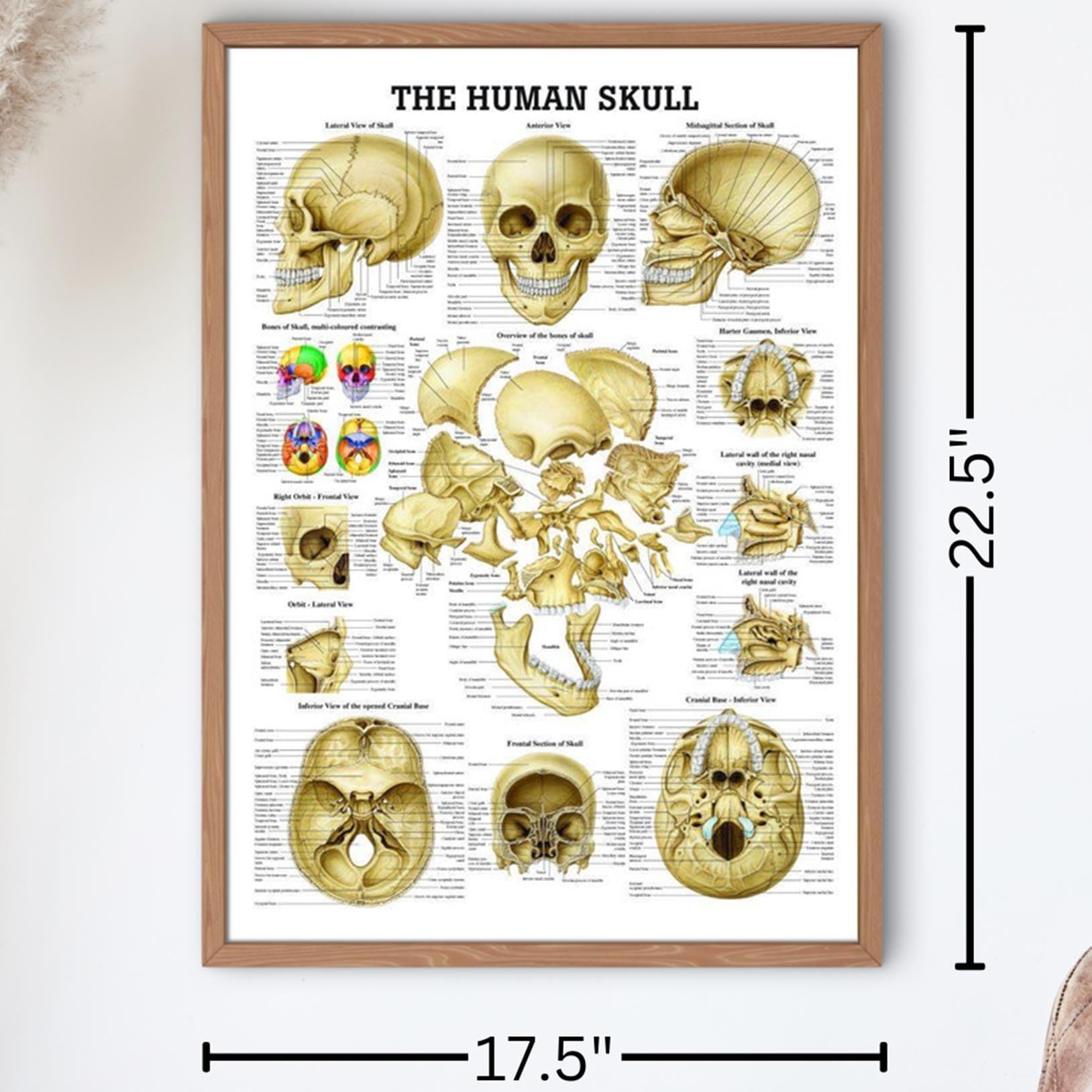 The Human Skull Laminated Anatomy Chart