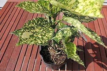 Amazon | アオキ 苗 【斑入りアオキ スターダスト】 5号ポット苗