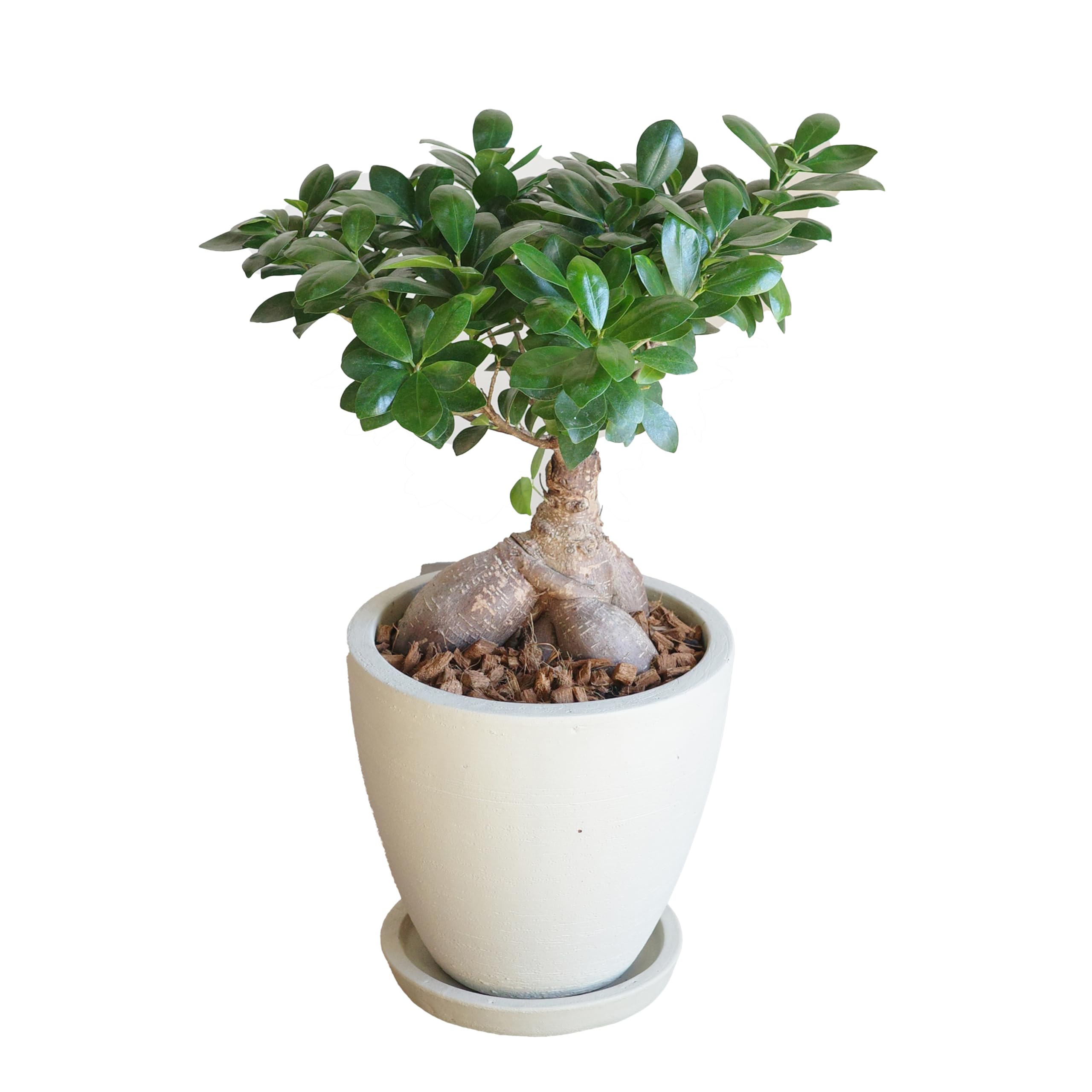 Amazon｜ガジュマル 特大 テラコッタ鉢植え アイボリー 縁起物 御祝
