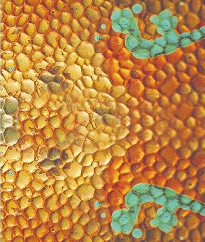 From Plain To Beautiful In Hours C426 Metal Copper Laminate SheetWall Panel-4ft. x 8ft, Patina Esmeralda