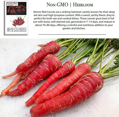 Miniatura 3 de Semillas de zanahoria roja atómica para plantar, más de 250 semillas de reliquia por paquete, semillas de jardín de Isla (semillas de jardín de