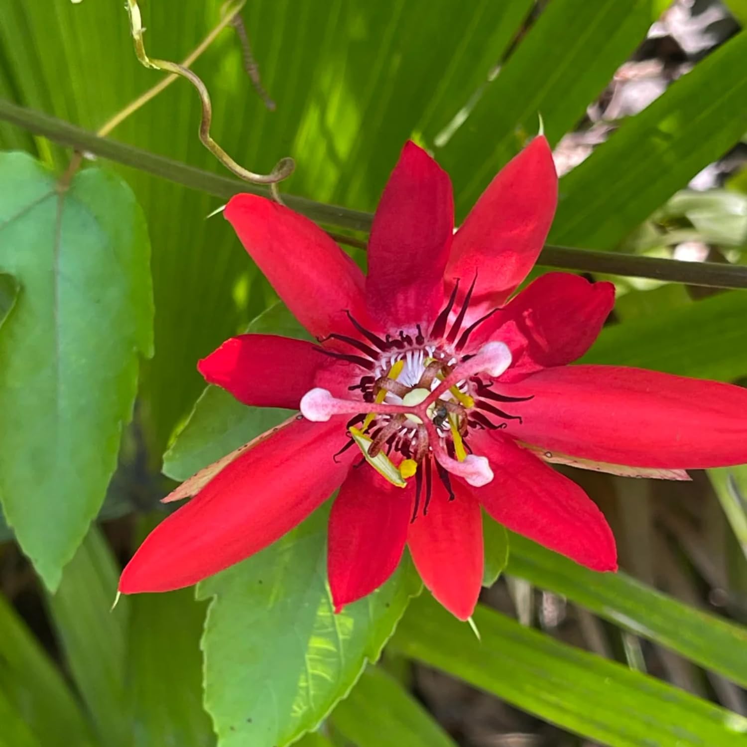 Rover Flower Passion Flower Seeds Live Purple Passion Fruit Plant - Passiflora ...