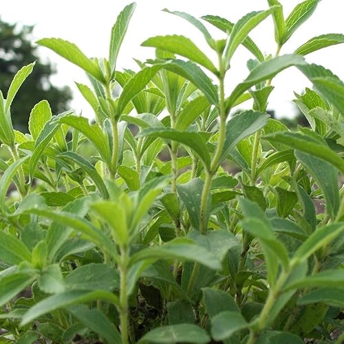 Stevia Seeds (Stevia rebaudiana) Más de 10 semillas de hierbas raras reliquias en cápsulas de semillas congeladas para The Gardener & Rare Seeds