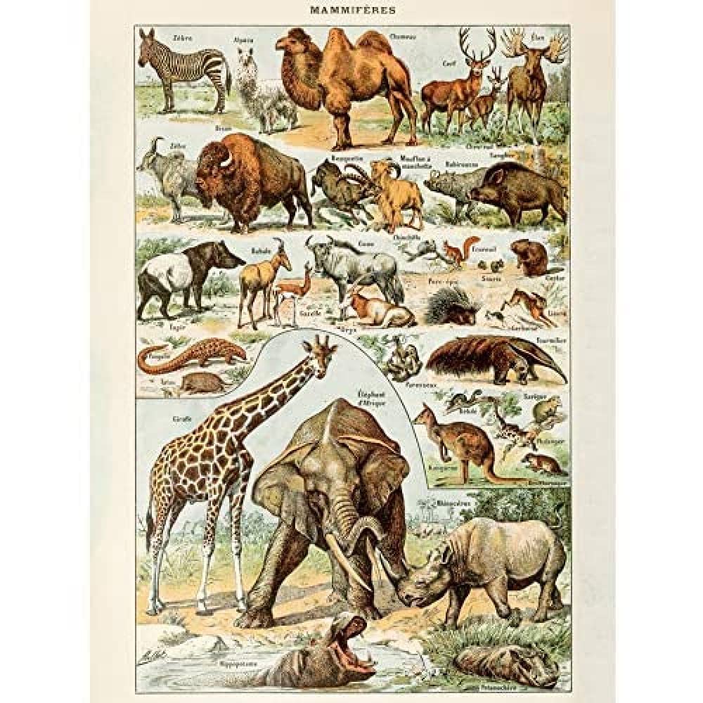 Amazon.com: Artery8 Millot Encyclopedia Page Mammals Camel Giraffe
