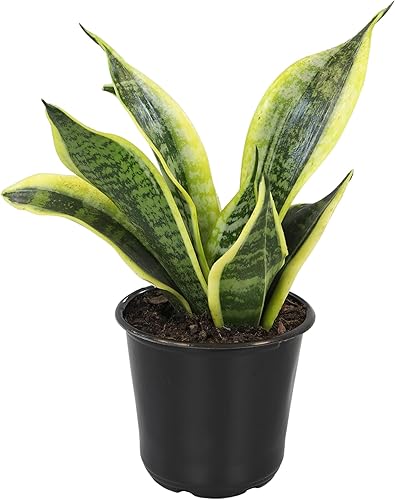 Miniatura 8 de Altman Plants, Sansevieria trifasciata Superba, planta interior totalmente enraizada en maceta, lengua de suegra, planta sansevieria, planta