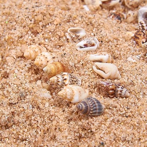 Miniatura 4 de 1 tarro de 0.276-0.472 in con forma de conchas marinas pequeñas sin agujero para decoración del hogar, fabricación de velas, decoración de boda,
