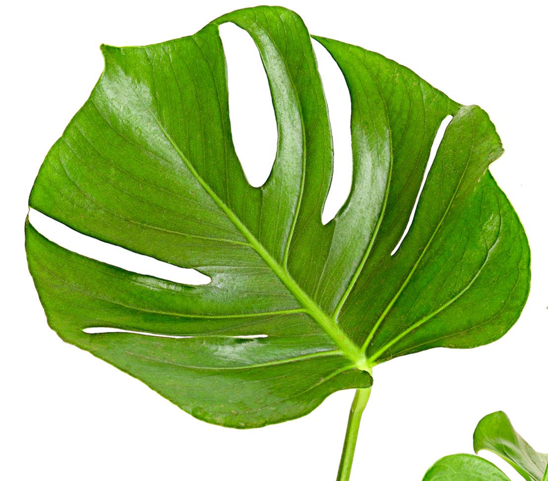 Dehner Fensterblatt-Monstera, geschlitztes Blattwerk, ca. 60-70 cm,  Topf  21 cm, Zimmerpflanze : Amazon.de: Garten