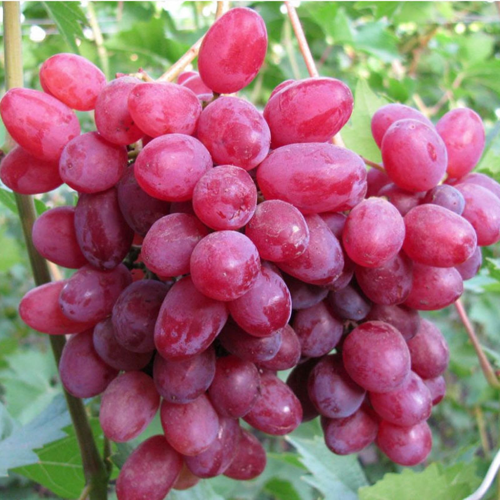 Good for Containers Finger Grape Root, Ggrape Bare Root, Excellent Display,Grape Vine Plant-2 Roots-C