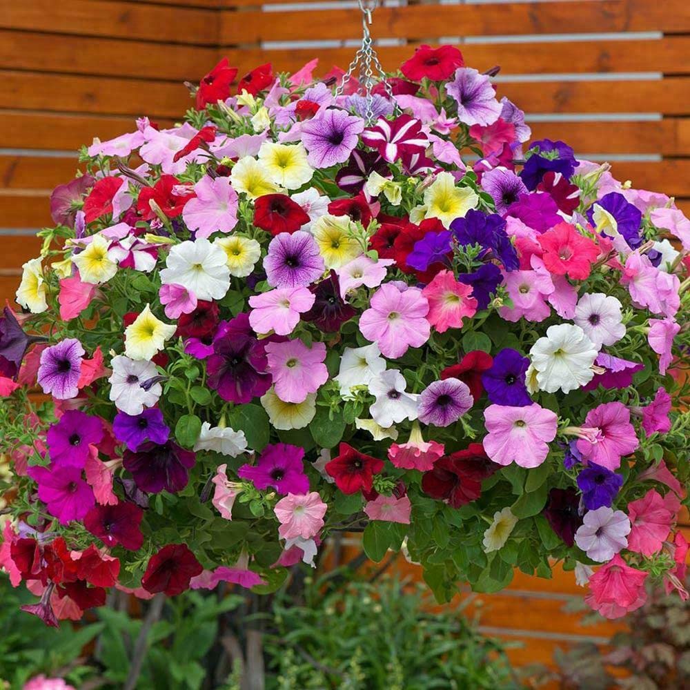 Vision4ever 2000 Seeds Petunia Compact Bedding Mix Annual Useful for Garden and Outdoor