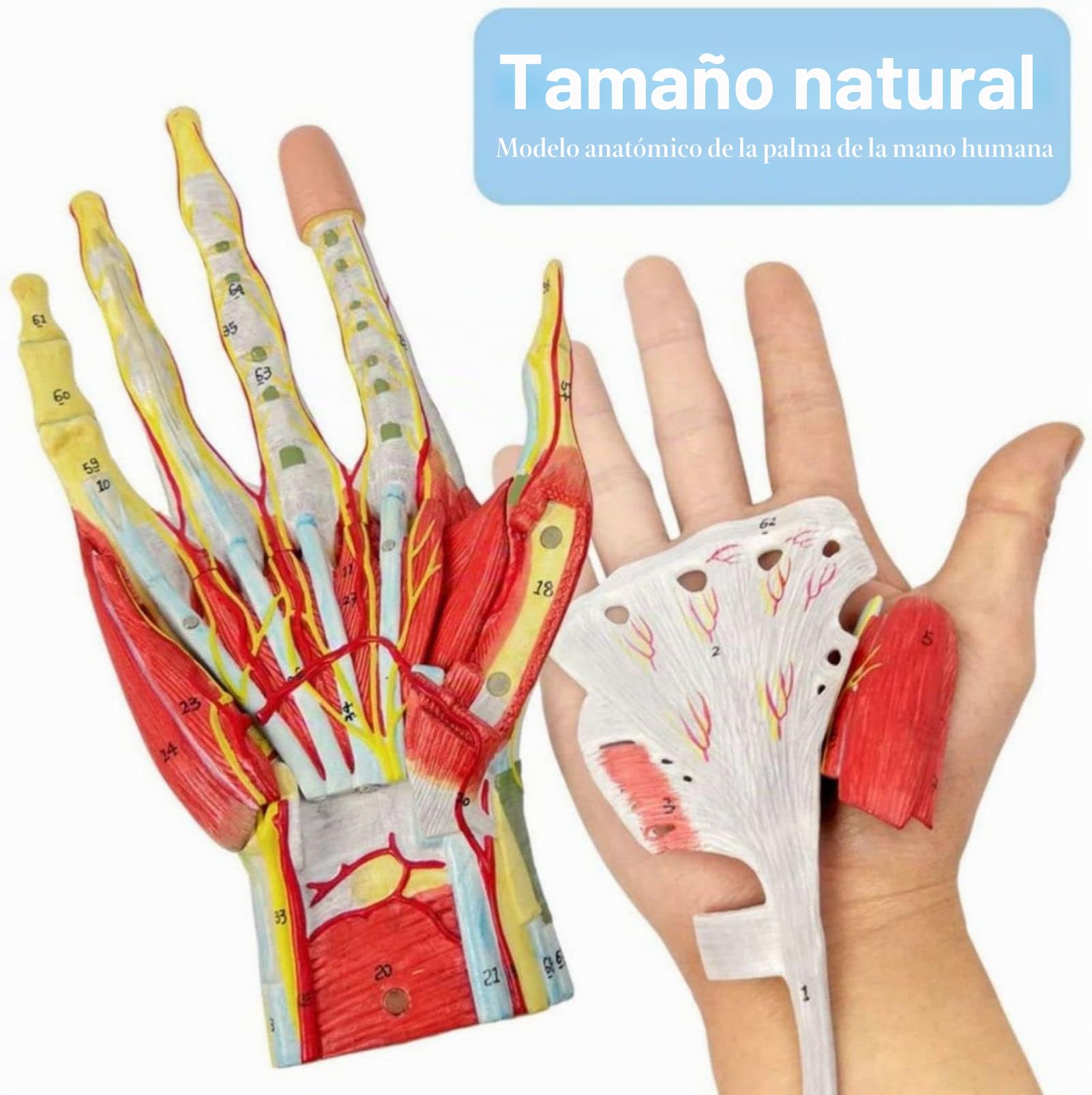 2022 Nuevo Modelo de Esqueleto de Mano Anatómico Médico Con Músculos Ligamentos Nervios Y Vasos sanguíneos, 7 Piezas Tamaño Natural, Montaje Magnético Fácil (Modelo Mano)