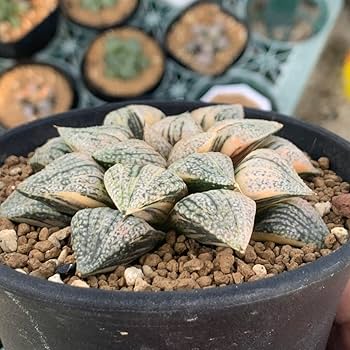 Amazon|多肉植物 ハオルチア ピクタ錦 極上斑 大株|観葉植物 Amazon|多肉植物 ハオルチア ピクタ錦 極上斑 大株|観葉植物