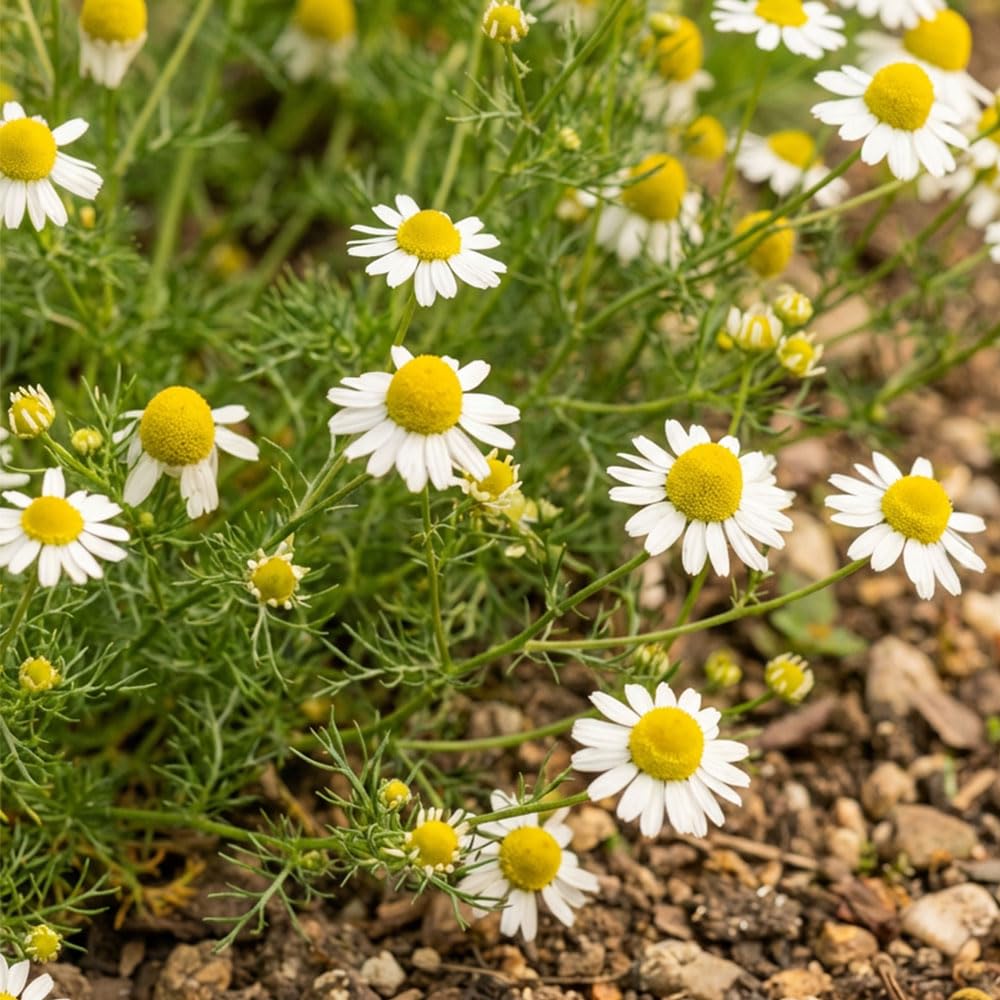 Wild Chamomile Seeds – Fragrant Herb – Easy Grow Hardy Annual – Ideal for Tea, Pollinator Gardens & Cottage Borders – for Your Beautiful Garden
