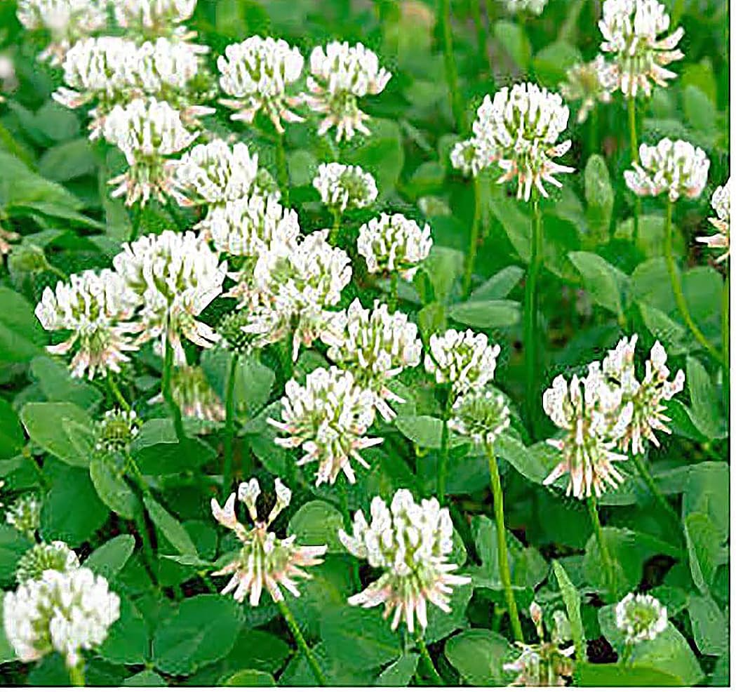 1/4 Pound Seed: White Dutch Clover - Popular Clover Seed