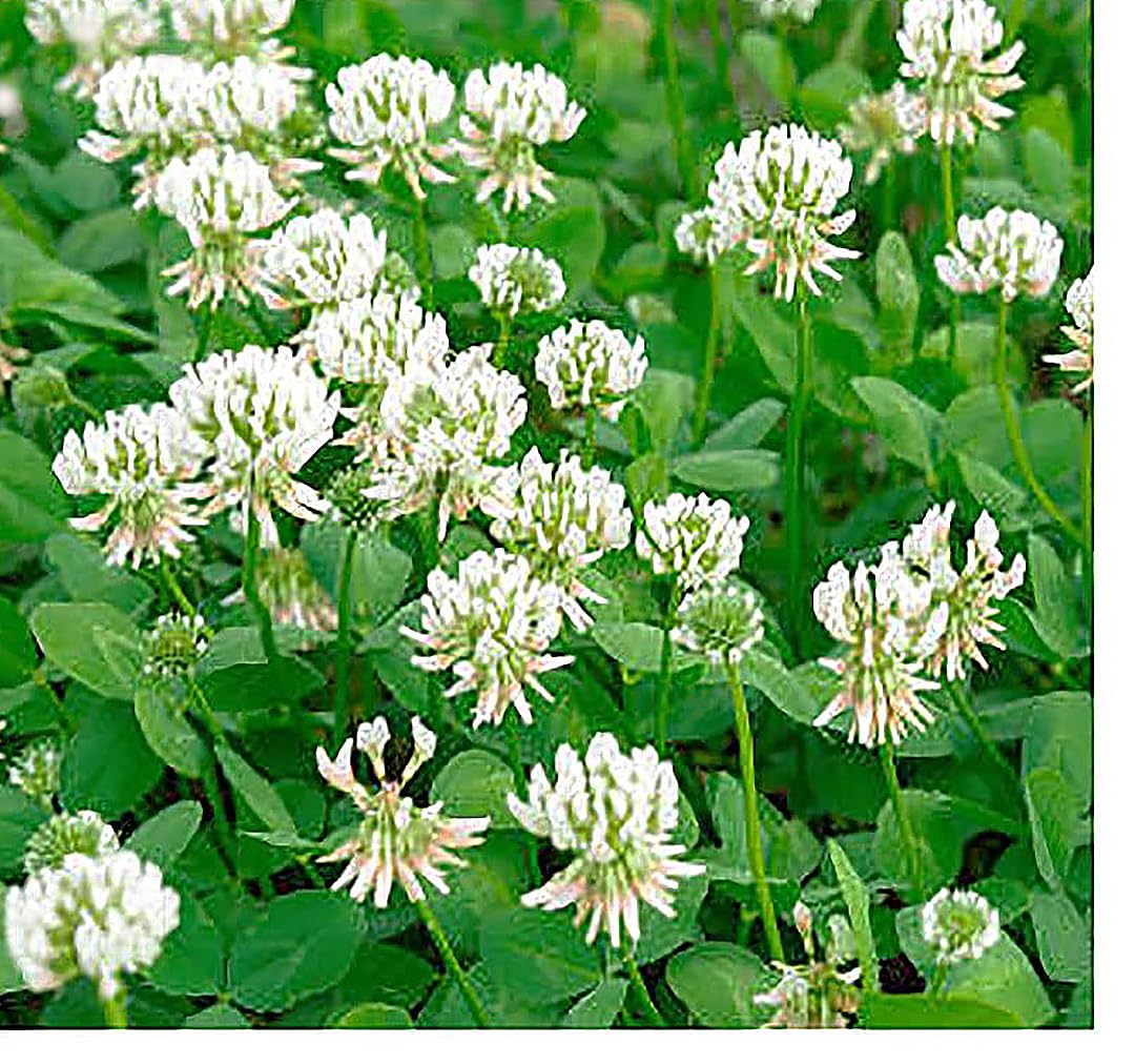 1/4 Pound Seed: White Dutch Clover - Popular Clover Seed