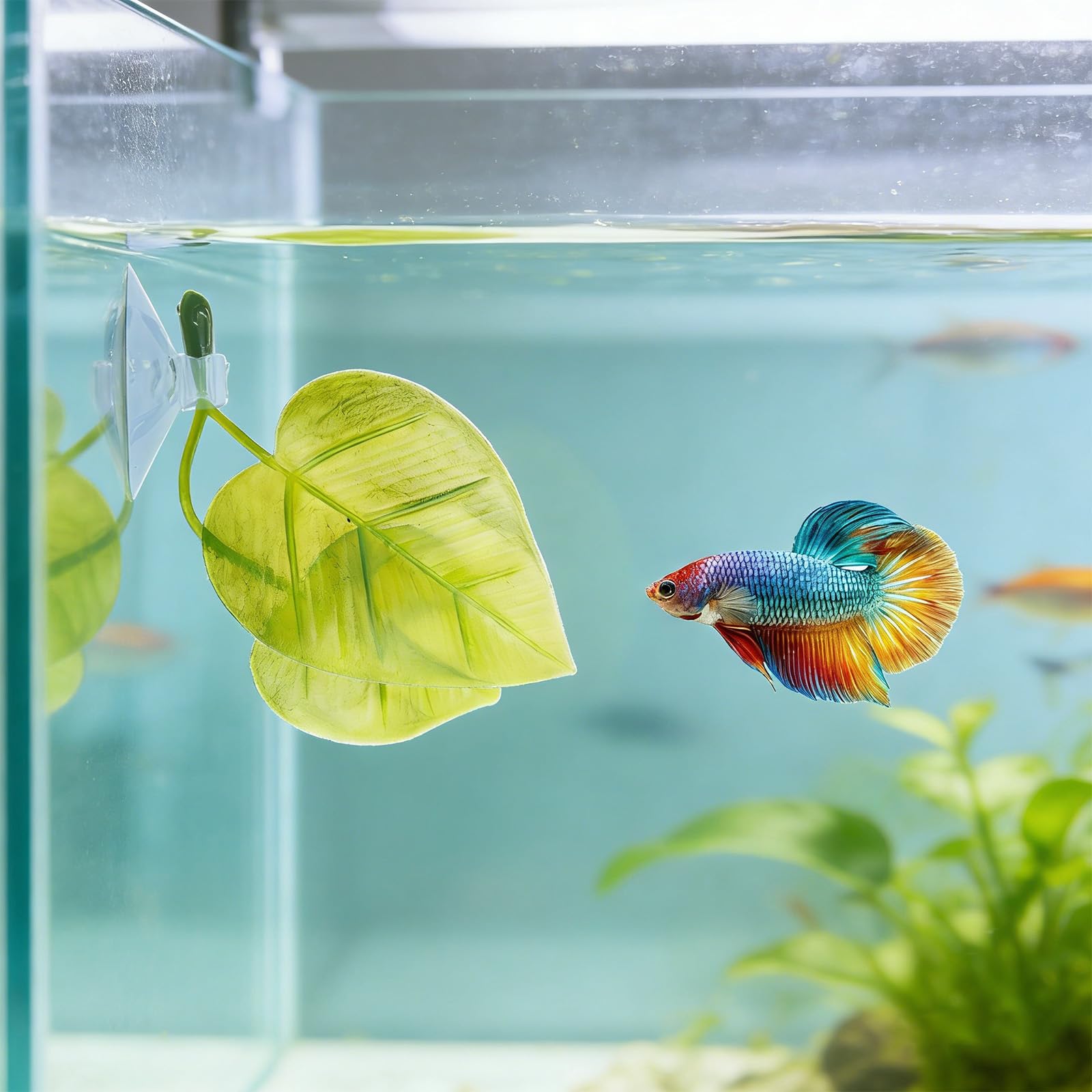 Penitue Betta Set Nascondiglio Galleggiante Acquario Foglie Anello Alimentazione Zona Riposo Accessori Decorativi