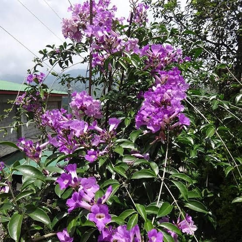 35+ Seeds- Garlic Creeper Mansoa Alliacea Flower Vine Seeds For Planting Home Garden (B0CH3VXMH6) Amazon Price History, Amazon Price Tracker