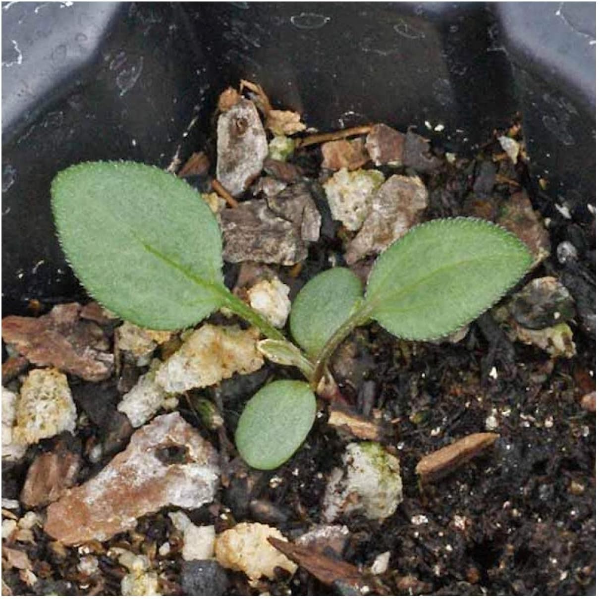 Everwilde Farms - 1 Lb Yellow Coneflower Native Wildflower Seeds - Gold Vault