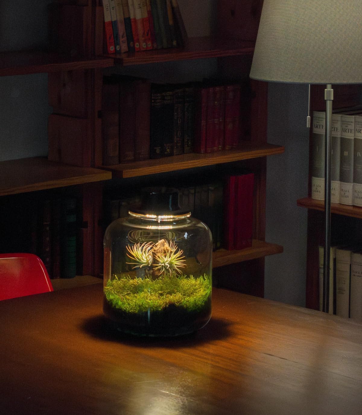 Jardin en Botella Terrario Plantas Vidrio Transparente Tapa con Foco LED | Kit Jardin en Botella Todo Incluido Plantas de Aire Naturales en Raiz de Olivo