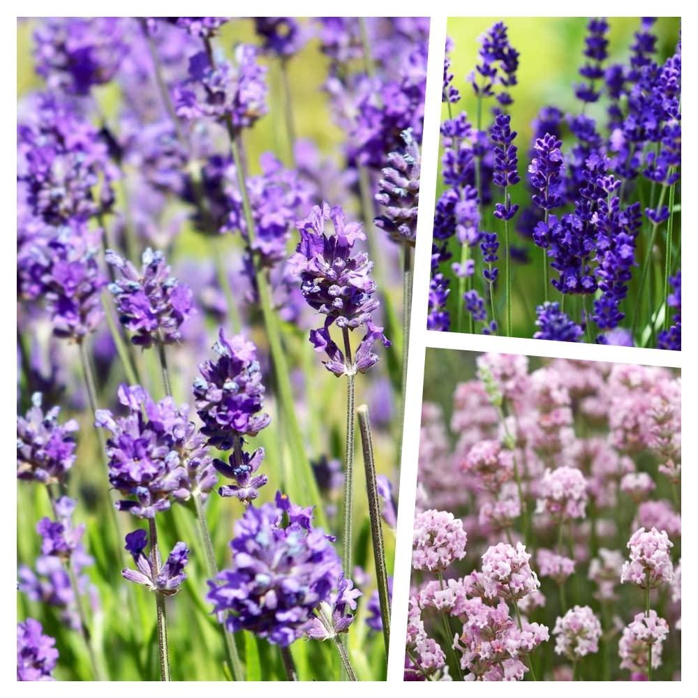 Stauden Gänge 30 x Lavandula angustifolia Mix in Echter Lavendel winterhart | Immergrüne Staude für Sonne, Blüte Juli bis August, mehrjährig, 9x9 cm Topf
