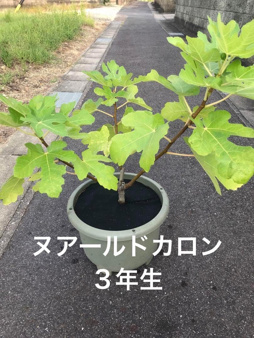 イチジク苗ヌアールドカロン 3年生 鉢直径35cm 国華園オンライン
