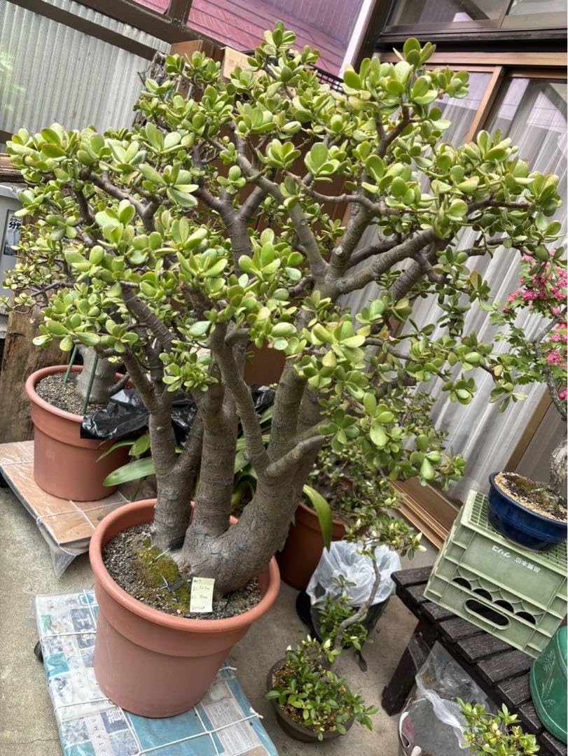 金のなる木特大サイズ樹齢80年以上