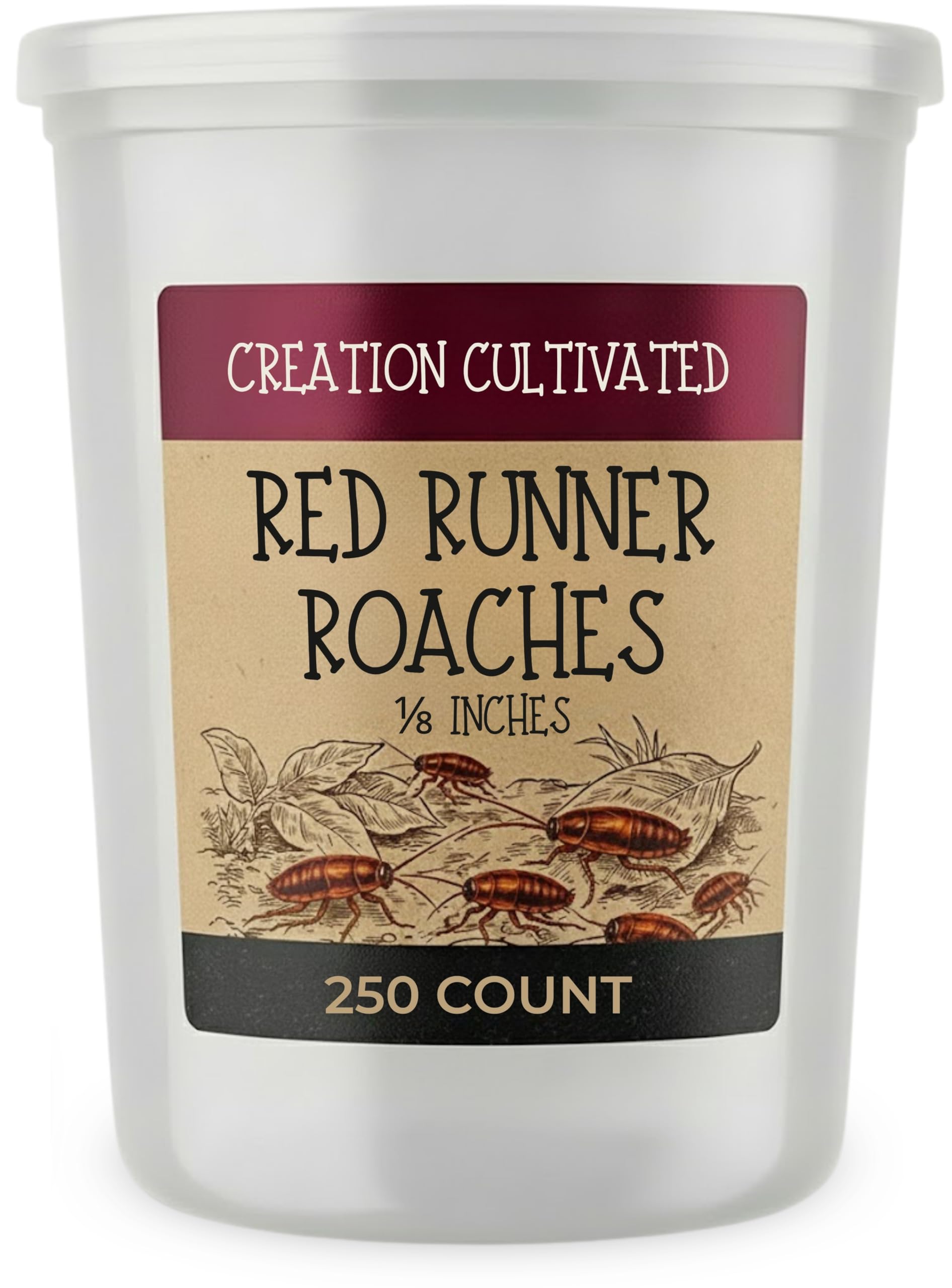 Red Runner Roaches 250+ Nymphs Hatchlings Rusty Red Turkish Turkestan Roaches Blatta Lateralis Live Feeder Insects Cricket Replacement Starter Colony for Bearded Dragons, Geckos and Other Reptiles