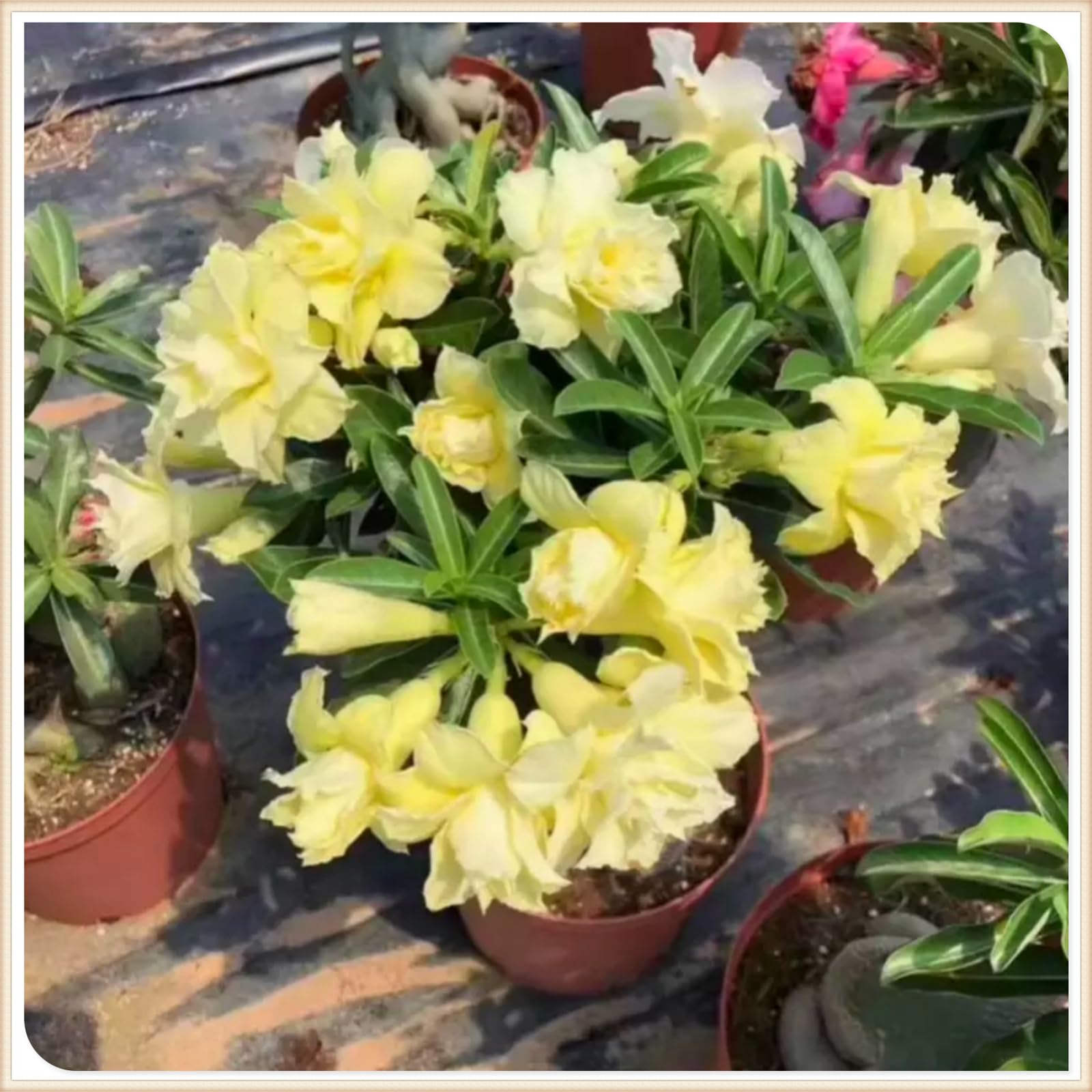 Mix Garden Bulbs, Desert Rose Bulbs, Golden Beautiful, Desert Rose Plant Bulbs, Adenium obesum Plant, Mix Wedding Flowers, 1Bulbs-I