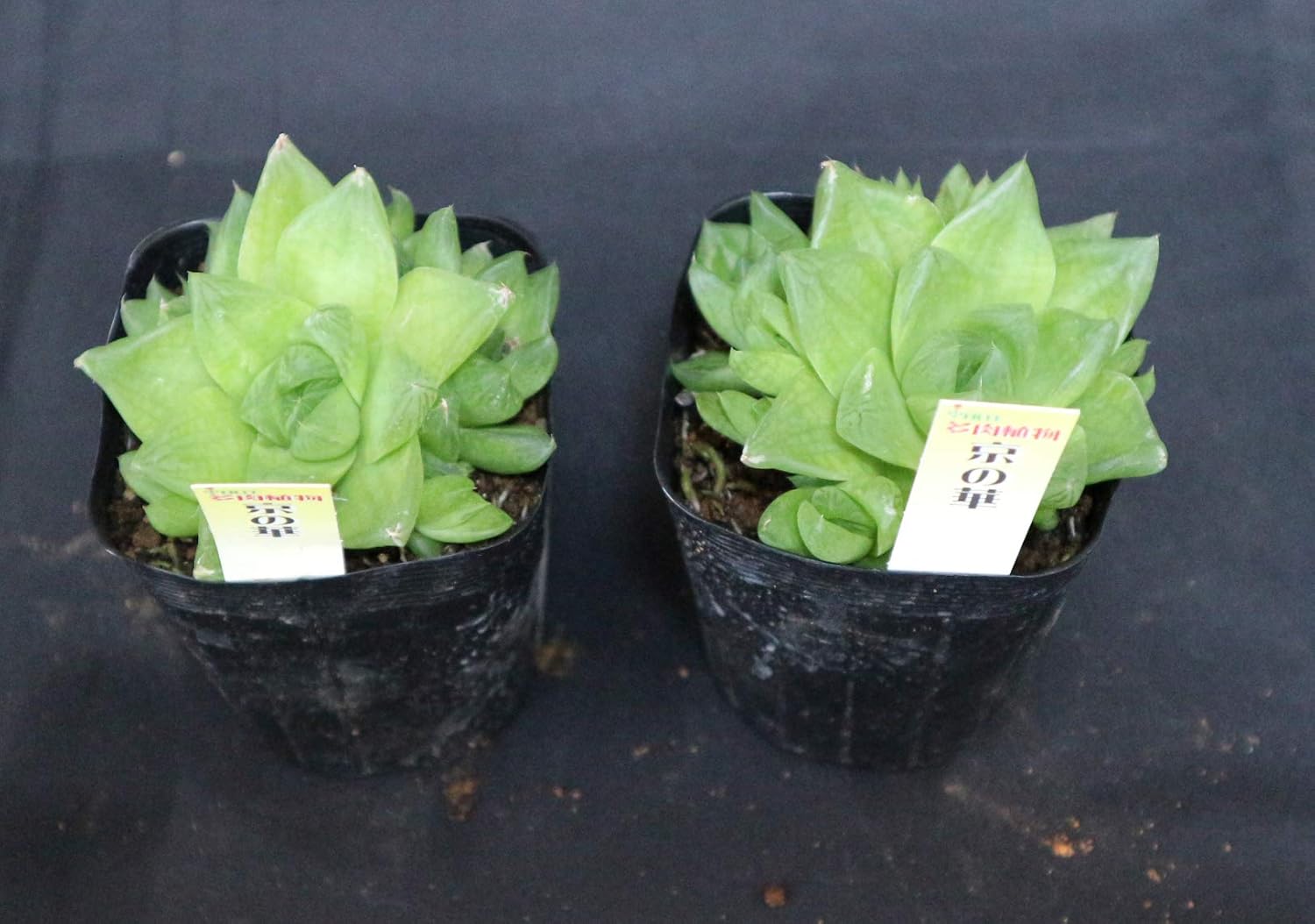 Amazon ハオルチア 京の華 多肉植物7 5cmポット 2個セット 寄植にも単体植えにも使いやすいサイズ 即出荷 プライム 価格 観葉植物 オンライン通販