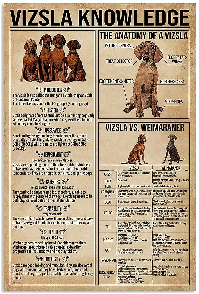 Metal Knowledge Signs Vizsla Knowledge Metal Tin Sign Vizsla Anatomy History Origin Poster Infographic School Education Farm Bedroom Home Wall Decoration Plaque 8x12 inch