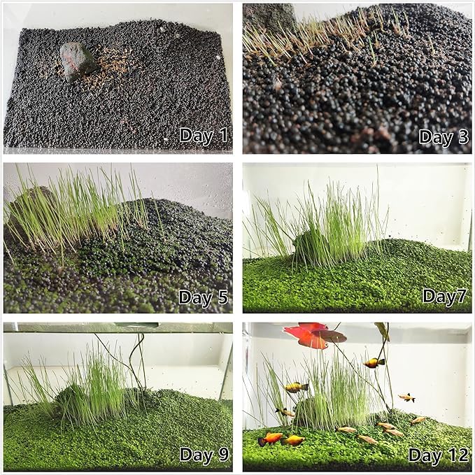Image of 3 Aquarium Plant Se-e-d Combo, no Artificial, Fresh Water Grass for Fish Tank Terrarium Dwarf Carpet