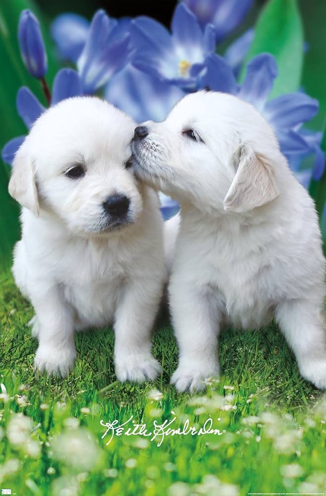 Amazon.co.jp: Trends International Keith Kimberlin-ホワイト