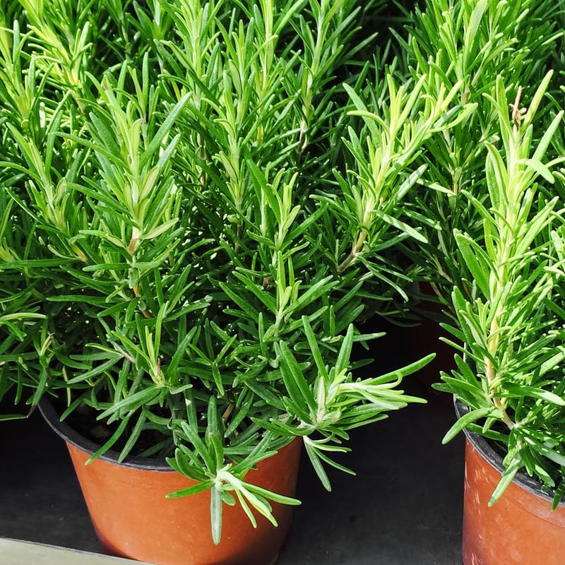 Miniatura 2 de Juego de 3 plantas de romero, planta de inicio de 3 a 6 pulgadas de alto, sin maceta, planta de hierbas de romero para jardín
