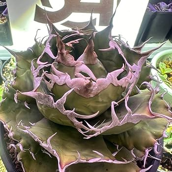 上澳園芸】 アガベ チタノタ 悪魔くん メデューサ 優良血統 上澳