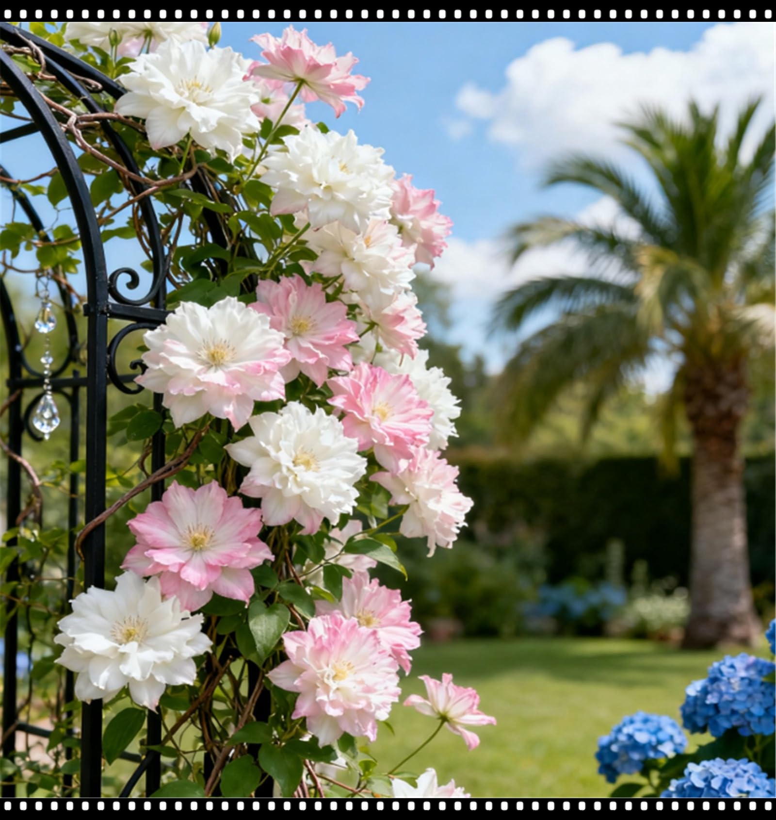 Clemátide rara y resistente, con una variedad de colores, una clemátide trepadora perenne en maceta, ideal para jardines, balcones y decoraciones en macetas-15 Rizoma-B